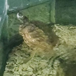 Turtle ID - Shell Factory Nature Park