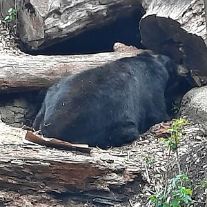 American Black Bear