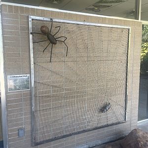 Historical Spider Web