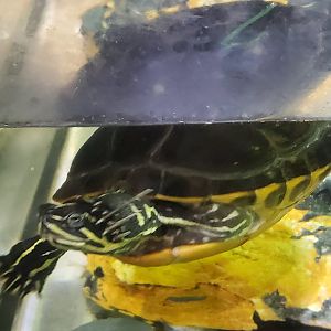 Turtle ID - The River Center (FL)