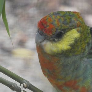 Bird ID? - Tierpark Chemnitz
