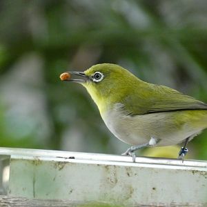 White eye ID? - Tierpark Chemnitz