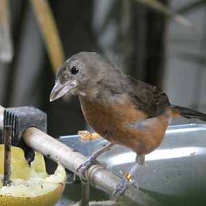 Bird ID? - Tierpark Chemnitz