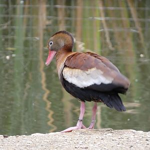 Bird ID? - Tierpark Amerika Limbach Oberfrohna