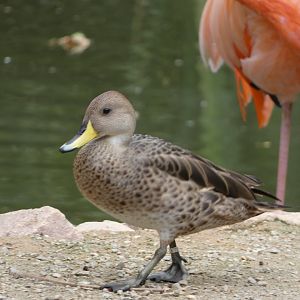 Bird ID? - Tierpark Amerika Limbach Oberfrohna