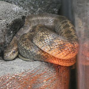 Snake ID? - Zoo Chomutov