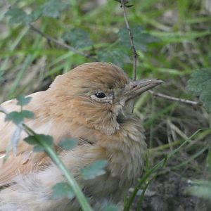 Bird ID? - Zoo Chomutov