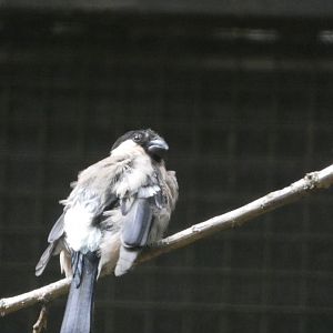 Bird ID? - Zoo Chomutov