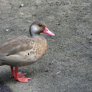 Bird ID? Zoo Leipzig