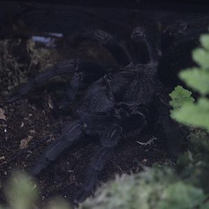 Brazilian Black Tarantula