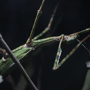 Goliath Stick Insect