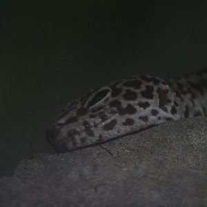 Leopard Gecko