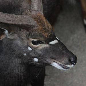 Lowland Nyala male