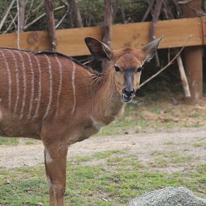 Lowland Nyala female