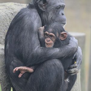 Chimpanzee with baby