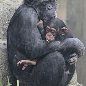 Chimpanzee with baby