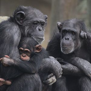 Chimpanzees with baby