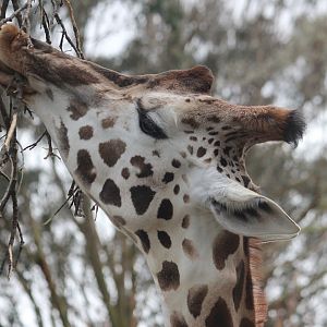 Giraffe