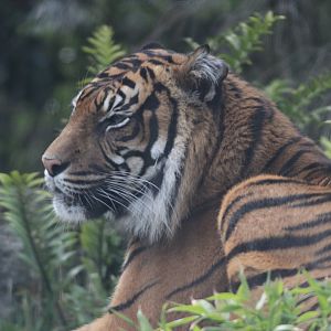 Sumatran Tiger