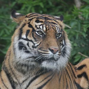 Sumatran Tiger