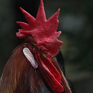 Domestic Chicken male