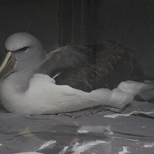 Salvin's Mollymawk (rehab bird at The Nest)