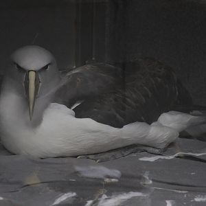 Salvin's Mollymawk (rehab bird at The Nest)