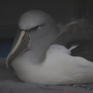 Salvin's Mollymawk (rehab bird at The Nest)