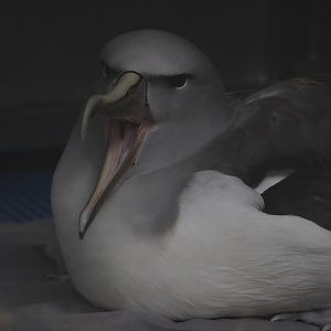 Salvin's Mollymawk (rehab bird at The Nest)