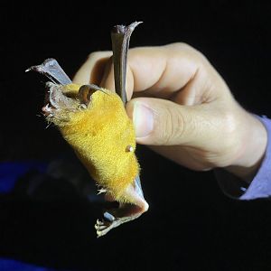 Lesser Fishing Bat (Noctilio albiventris)