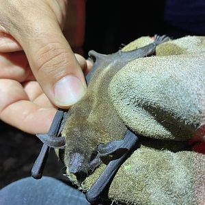Lesser Fishing Bat (Noctilio albiventris)