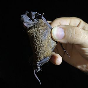 Miller’s Mastiff Bat (Molossus pretiosus)