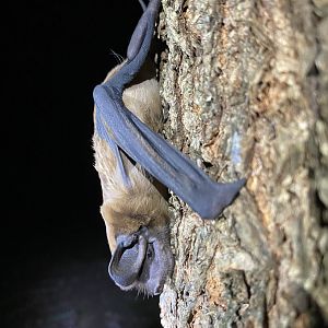 Underwood’s Bonneted Bat (Eumops underwoodi)