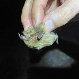 Southern Yellow Bat (Dasypterus ega)