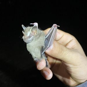 Thomas’ Fruit-eating Bat (Dermanura watsoni)