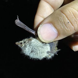 Proboscis Bat (Rhynchonycteris naso)