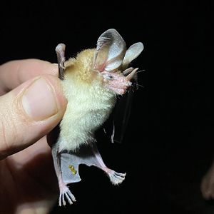 Northern Big-eared Bat (Micronycteris tresamici)