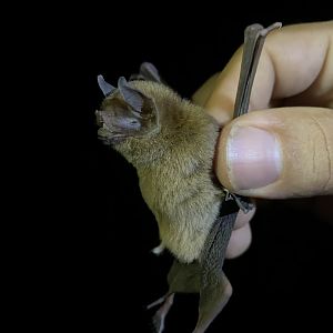 Big Naked-backed Bat (Pteronotus gymnonotus)