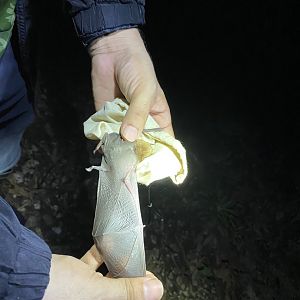 Big Naked-backed Bat (Pteronotus gymnonotus)