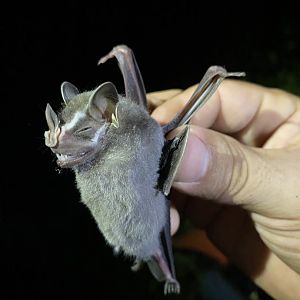 Mesoamerican Tent-making Bat (Uroderma convexum)