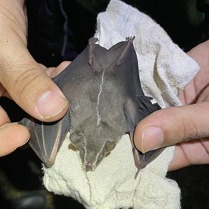 Mesoamerican Tent-making Bat (Uroderma convexum)