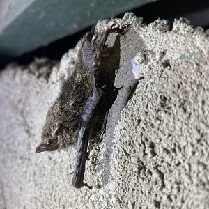 Proboscis Bat (Rhynchonycteris naso)