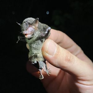 Black Myotis (Myotis nigricans)