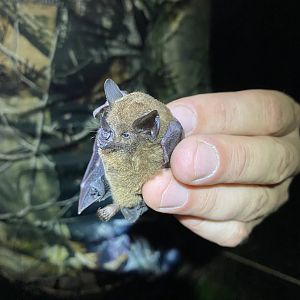 Chestnut Short-tailed Bat (Carollia castanea)