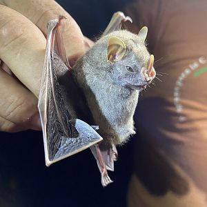 Hairy Big-eyed Bat (Chiroderma villosum)