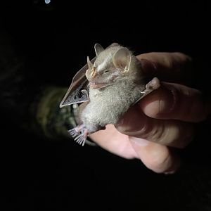 MacConnell’s Bat (Mesophylla macconnelli)