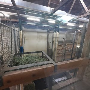 Indoor Masai Giraffe Holding 1