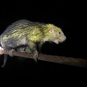 Mexican Porcupine (Coendou mexicanus)