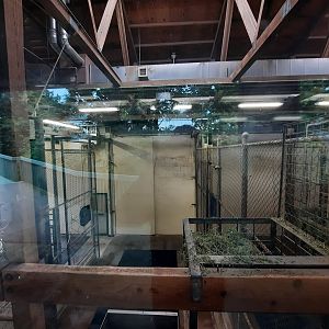 Indoor Masai Giraffe Holding 2