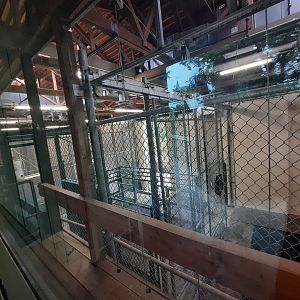 Indoor Masai Giraffe Holding 3